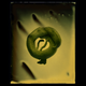 Illustration for article titled Photographer Captures Mesmeric Images of Parasitic Worm Sex